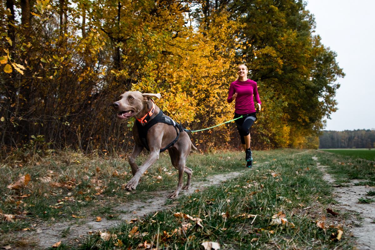 Canicross die Sportart für aktive Hunde und Menschen!